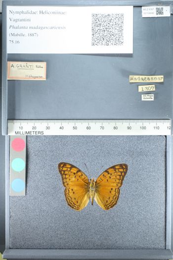 Media type: image;   Entomology 159042